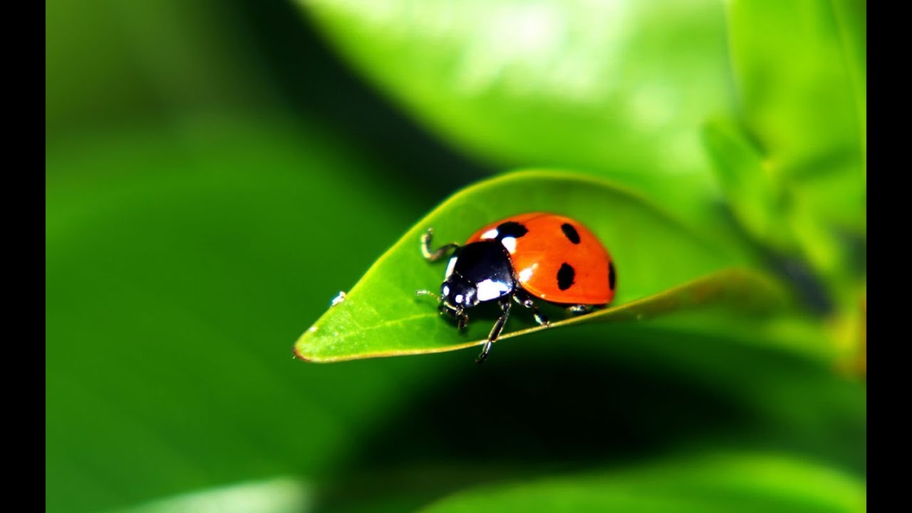 Côn Trùng Có lợi - Bọ Rùa - Ladybug - Lady bird - YouTube