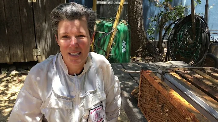 Celebrating Bees with author Meredith May
