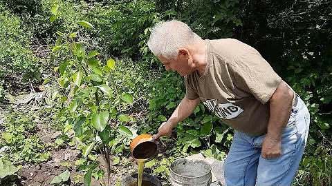 КАК УСИЛИТЬ РОСТ ПЛОДОВЫХ РАСТЕНИЙ