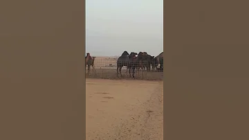 Arabic Camle Camle Dessert Rohi Saudi Shorts Shortvideo 