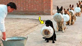 The Most Disciplined Dogs in the World/be a Pakistani