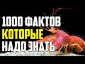 1000 РЕДКИХ ФАКТОВ КОТОРЫЕ НАДО ЗНАТЬ