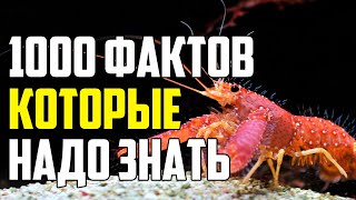 1000 Редких Фактов Которые Надо Знать