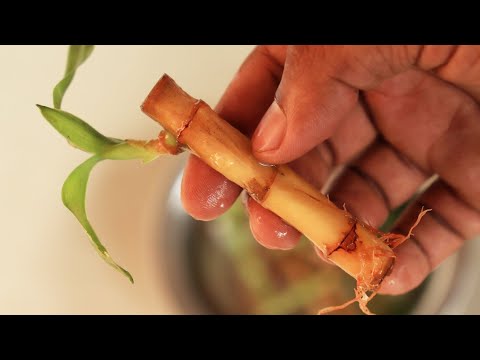 Revive dying lucky bamboo plant