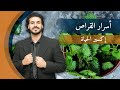 عشبة القراص/ النبات الاكثر تغذية وفوائد علي وجه الارض/ كل مايجب معرفته