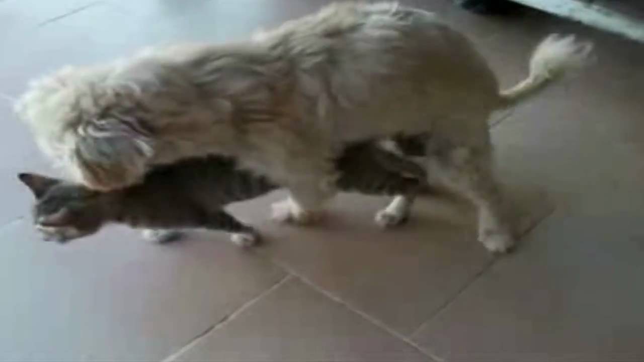 Dog And Cat Porn - Dog Having Sex With Cat 2 Youtube | Free Hot Nude Porn Pic Gallery