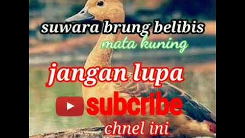 lagu burung belibis alis kuning,atau mata kuning(2)