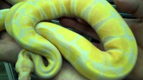 Toffee Ball Python Project - Update Video