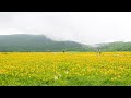 ニッコウキスゲの花咲く頃   北の旅  さとう 宗幸