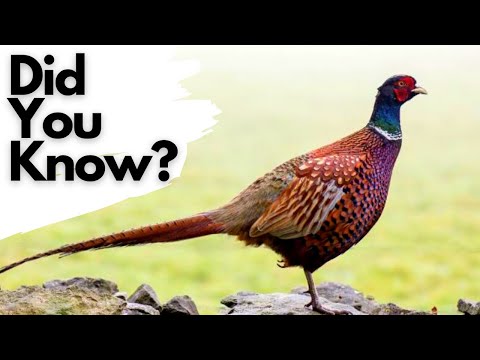 Video: Pheasant egg: useful properties and photos