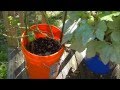 My Last "Bucket Garden" Update for Summer of 2012