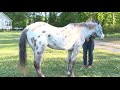NC 40-year-old horse may set record
