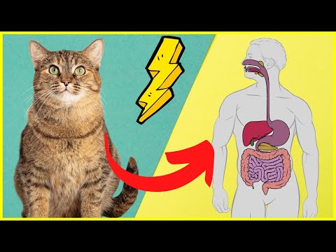 Video: Wie Wirkt Sich Salz Auf Die Gesundheit älterer Katzen Aus?