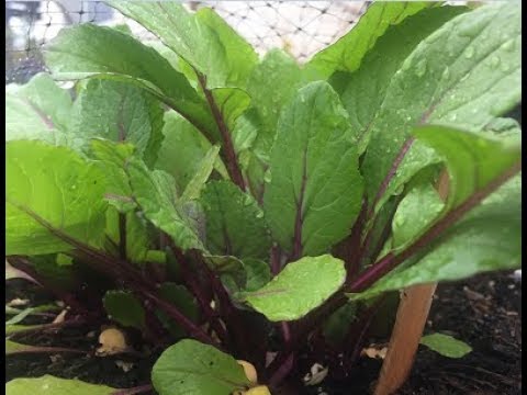 this week at Southern California Gardening