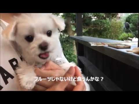 マルチーズわたまる きゅうり を美味そうに食べる犬 Maltese Dog Youtube
