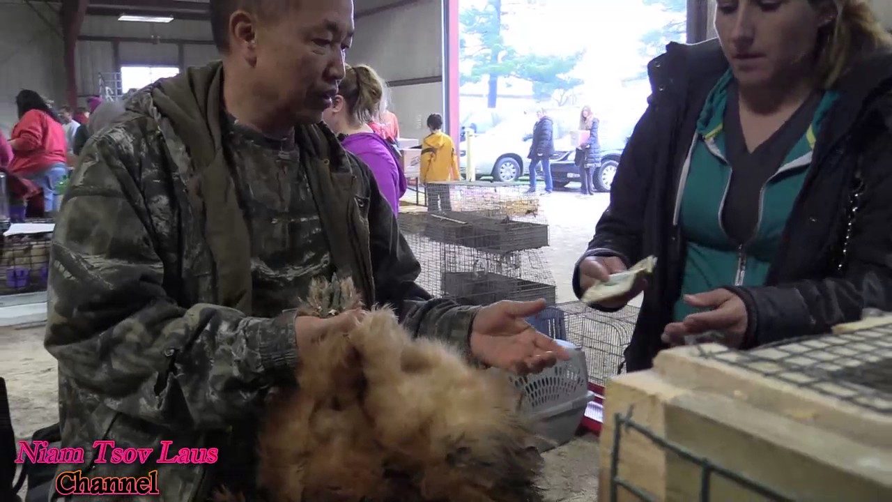 Fox Valley Rc Small Animal & Poultry Swap Meet April 15,2017 YouTube