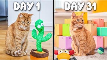 I Bought My Cat a Toy Everyday for 31 Days