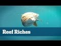 Reef Fishing; How To Reef Fish - Florida Sport Fishing TV