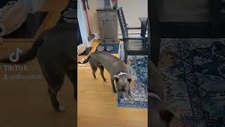 Very Spoiled Pit bull refuses kibble breakfast