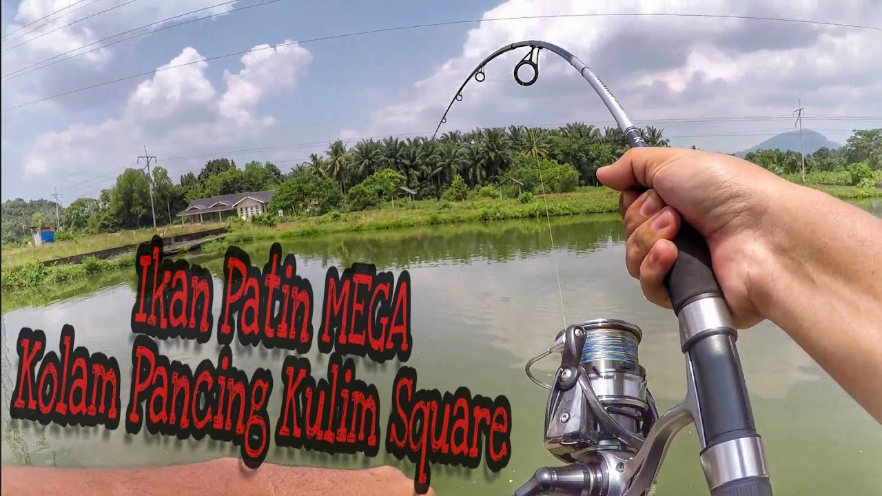 Memancing Ikan Patin di Kolam Pancing Kulim Square -- Gasak Patin Saiz