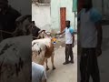 hamare cow gir gai😭