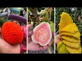 Farm Fresh Ninja Fruit Cutting | Oddly Satisfying Fruit Ninja #13