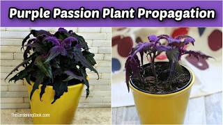 Purple Passion Plant Propagation How to Root Stem Cuttings in Soil or Water