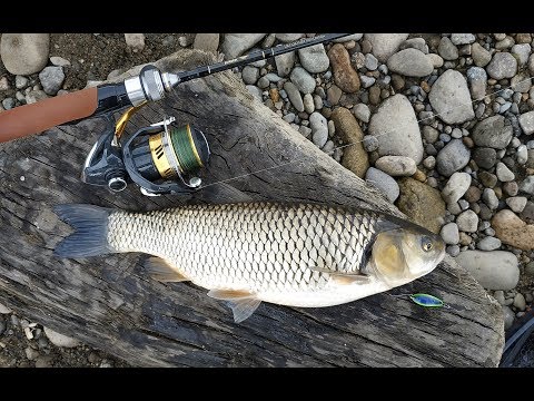 \"ბომბორა ქაშაპი ქრეიზის სიკერზე\" ფრაგმენტი ბოლო ვიდეოდან - большой голавль на колебалку  Crazy Fish