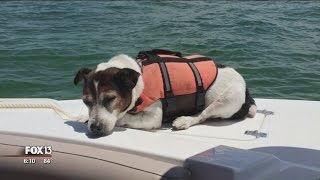 Swimming dog rescued after 3 hours in Gulf of Mexico