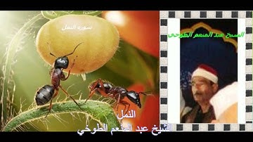 سورة النمل الشيخ عبد المنعم الطوخي.avi