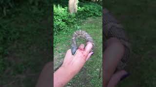 A Water Snake Takes A Nice Bite Of A Girls Hand