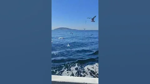 ada vapuru yandan çarklı Heybeliada vapurundayız bahar havasını boş geçemezdik #shorts #nature