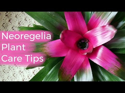 Video: Neoregelia (34 Photos): Caring For A Flower At Home. Description Of The Neoregelia Of Carolina And Other Species. Reproduction Methods