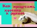 Как приучить хомяка к рукам? ❤️ Ручной хомячок