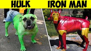 19 Animales Que Tienen los Mejores Disfraces de Cosplay