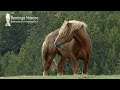 CABALLOS TRASHUMANTES DE LLIVIA