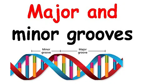 What is major groove and minor groove in DNA?