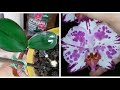 Детка Орхидеи на Усыхающем Цветоносе без Корней | Отделение и Посадка | Phal. Magic Art