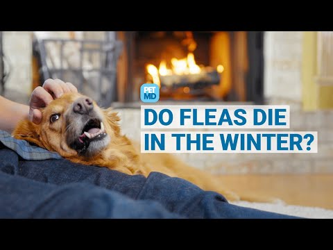 Video: Overleven vlooien in de winter?