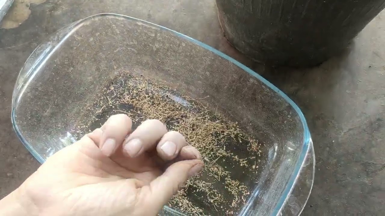 Как случайно си отгледахме семена от лук