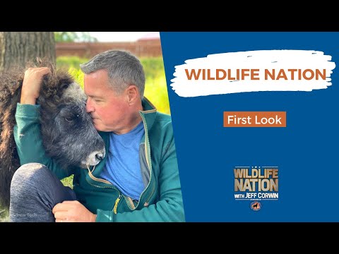 Take a First Look at Wildlife Nation