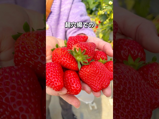 いちご狩り