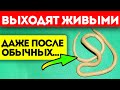 Запомни, они точно расползутся! Эти 7 советов выгонят всех паразитов из твоего тела