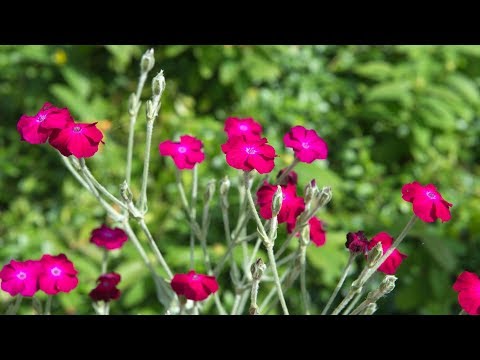 Video: Lychnis Krone (33 Fotos): Plantning Og Pleje I Det åbne Felt, Atrosanguinea Og Andre Flerårige Blomster Af Hindbær Og Andre Farver