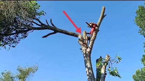 Cưa cây xoài to , Cưa cây kỹ thuật cao