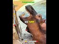 Animal Love(Hippo) #animal #hippo #dublagem #1minute #1k #subscribe #goku #animallove #zoo #wildlife