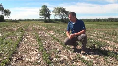 Soybean School -  Dicamba Performance Trial