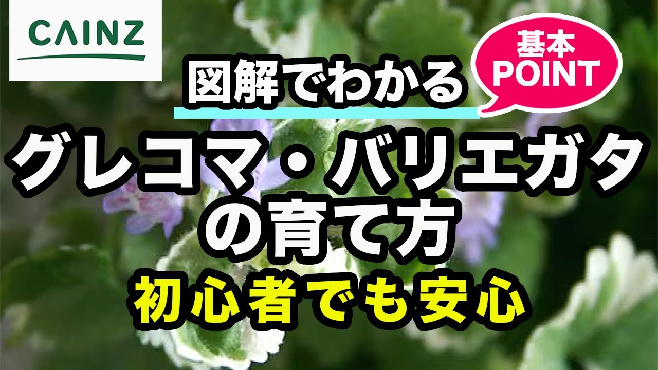 グレコマ バリエガタ 別名 グラウンドアイビー セイヨウカキドオシ の育て方 カインズ植物図鑑 Youtube