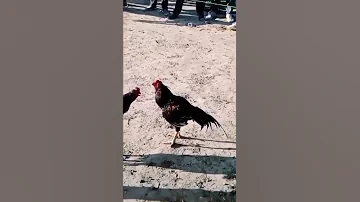 Aseel Murga Ki Fighting Ll Petsvlog 