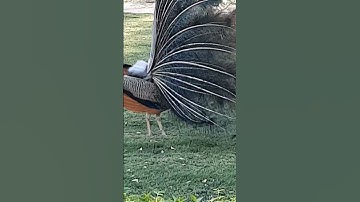 Thumbnail of male peacock